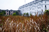 Sẽ rút phép dự án trường học chậm triển khai trong khu đô thị