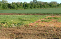 Giá đất bồi thường mơ hồ, ai hưởng lợi?