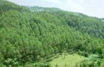 Tranh chấp đất lâm nghiệp ngày càng nóng bỏng