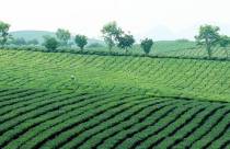 Cơ quan soạn Luật Đất đai kiên trì quan điểm “sở hữu toàn dân”