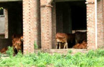 Xây đề án nhà cho thuê đón đầu dân ‘rớt hạng’ NOXH?