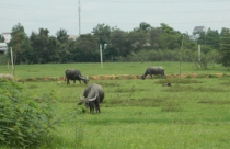 Cảng nghìn tỷ thành ...bãi chăn trâu