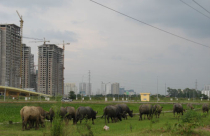 Mở rộng địa giới Thủ đô: Nhiều dự án BĐS thả trâu, nuôi vịt