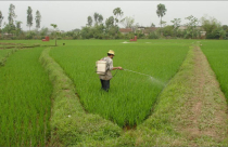 Vì sao nông dân bỏ “tấc vàng”?