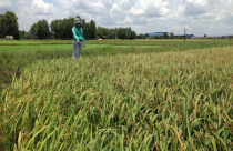 Huyện Đức Hòa (Long An): Băm nát đất lúa