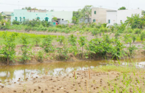 Sẽ cho dân sở tại xây nhà trên đất nông nghiệp