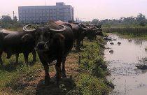 Dự án khu hành chính thành... chỗ nuôi trâu