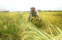 Nhà nông sống khổ bên đất bỏ hoang