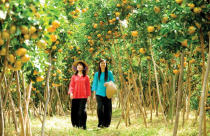 Những mảnh đất may mắn