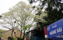 Tăng giá đất gấp đôi: 'Đòn tâm lý' để thổi giá địa ốc?