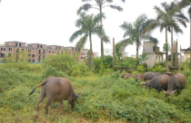 Đô thị bỏ hoang, nhà quản lý ở đâu?