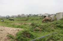 Vật lộn với đất