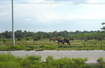 Đại dự án tại tỉnh Bình Dương: Thu hồi đất rồi… bỏ hoang!