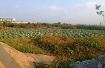 Tin chính quyền, doanh nghiệp mất tiền tỷ