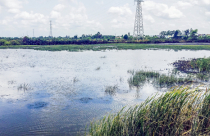 Khu đô thị... trồng mía, khu công nghiệp... nuôi tôm