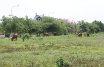 Bất động sản Nhơn Trạch: Giấc mơ còn dang dở?