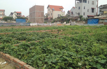 Hà Nội: Sắp đấu giá 252 thửa đất