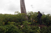 Sự 'chảy máu' đất và rừng nông lâm trường: Đâu là 'liều thuốc' hữu hiệu?