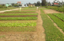 Đà Nẵng hủy nhiều dự án có chủ đầu tư Trung Quốc