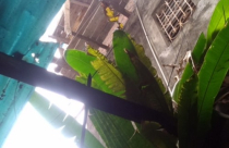 Công trình vi phạm trật tự xây dựng chưa bị xử lý!