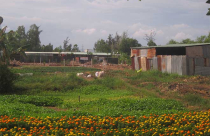 Bí thư Thành ủy Vũng Tàu chỉ đạo: Đình chỉ lãnh đạo phường, xã nếu quản lý không hiệu quả