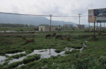 Bỏ hoang hàng trăm ha đất