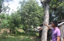 Làng Hoa không nên có thép