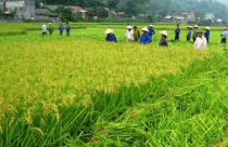 Chính phủ được đề nghị mạnh tay thu hồi đất nông nghiệp lãng phí
