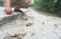 Hà Nội: Dự án gần 55 tỷ sử dụng gần 1 năm đã xuống cấp nghiêm trọng