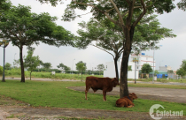 Những mảng màu sáng tối thị trường bất động sản Long An