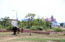 'Quay cuồng' giá đất