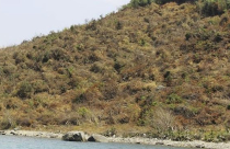 Bắc Vân Phong “nóng bỏng tay”, dân liều lĩnh phá rừng, bán đất