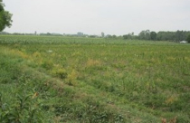 Định giá và thẩm định giá đất còn nhiều bất cập