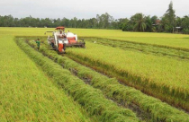 Chuyển nhượng đất nông nghiệp: Chủ yếu vẫn là giao dịch "ngầm"
