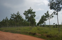 Đắk Lắk: 1.700 ha đất rừng bốc hơi sạch trong vòng 10 năm