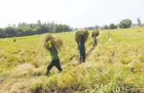 Thị trường “ngầm” quyền sử dụng đất nông nghiệp đang “nổi”