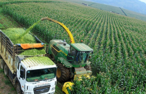 Bất động sản nông nghiệp: Cơ hội cho thị trường còn đang bỏ ngỏ