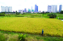 Hệ lụy chuyển đổi đất lúa sang dịch vụ