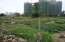 Doanh nghiệp bất động sản “lấn sân” sang nông nghiệp