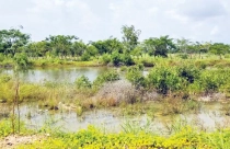 Mua đất 15 năm chưa được bàn giao