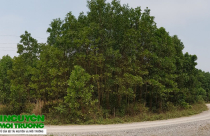 Yên Định (Thanh Hóa): Hơn 3 ha đất lâm nghiệp giao trái quy định