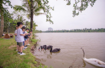 Khu đô thị có thiên nga, vịt trời di chuyển hàng đàn như tại châu Âu