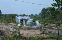 Xây dựng nhà ở trên đất trồng cây lâu năm?