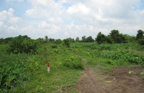 Bố mẹ cho, tặng đất nhưng chưa có sổ đỏ có được miễn thuế?