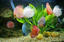 Đặt bể cá mang thịnh vượng vào nhà 