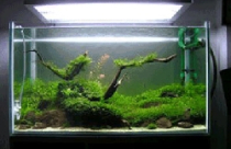 Làm mát văn phòng với thuỷ mộc