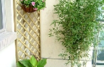 Trồng cây cảnh theo phong thủy