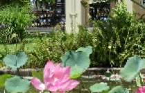 Cây và nước trong phong thủy