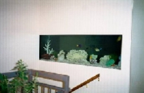 Bể cá treo tường theo phong thủy 