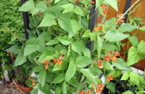 Trồng vườn trong nhà phố (Phần 2) 